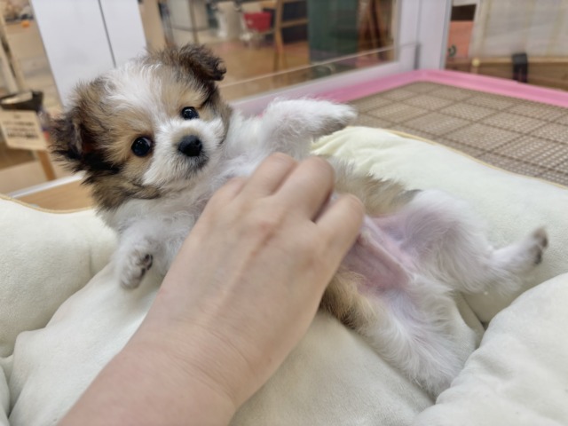 シープー
