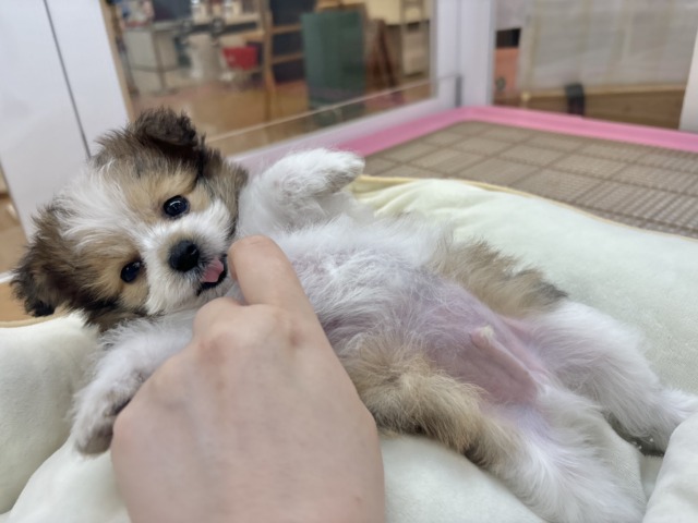 シープー