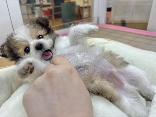 シープー