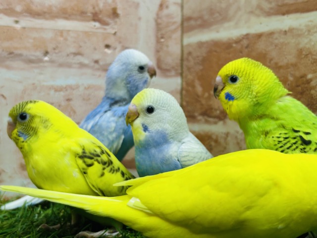 🔥🔥GWフェア開催🔥🔥可愛いセキセイインコさんがいっぱい! 説明画像です
