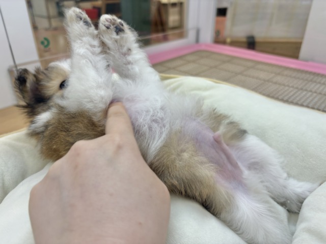 シープー