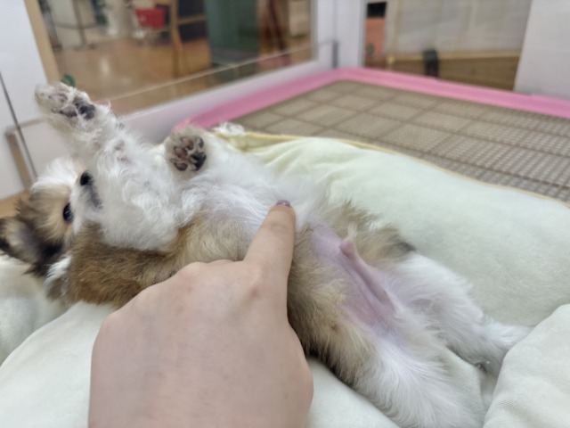 シープー