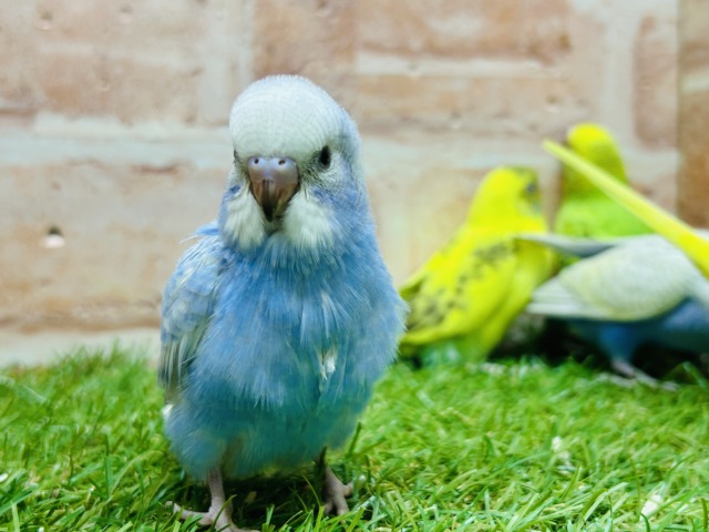 🔥🔥GWフェア開催🔥🔥可愛いセキセイインコさんがいっぱい! 説明画像です