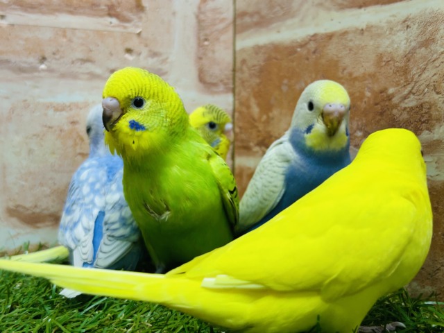 🔥🔥GWフェア開催🔥🔥可愛いセキセイインコさんがいっぱい! 説明画像です