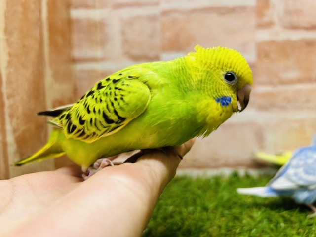 🔥🔥GWフェア開催🔥🔥可愛いセキセイインコさんがいっぱい! 説明画像です