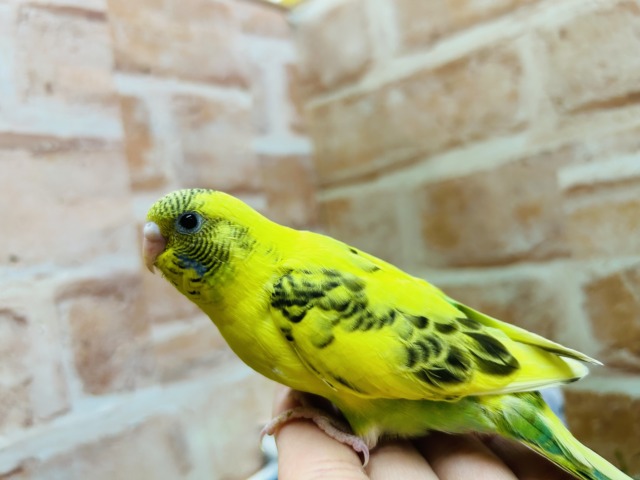 🔥🔥GWフェア開催🔥🔥可愛いセキセイインコさんがいっぱい! 説明画像です