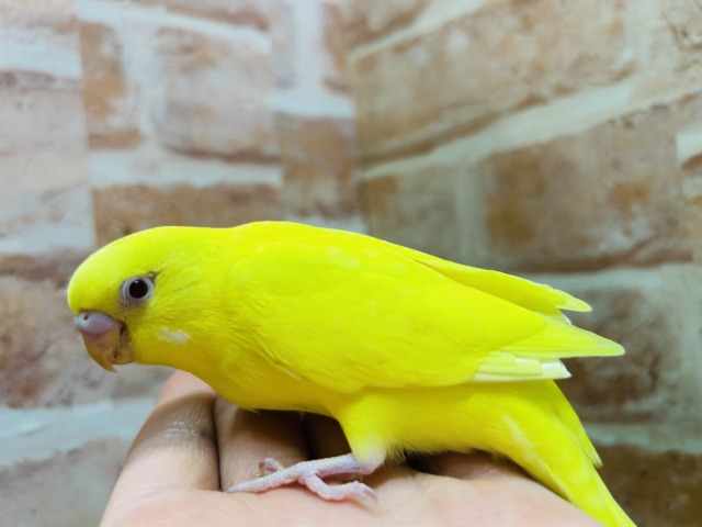 🔥🔥GWフェア開催🔥🔥可愛いセキセイインコさんがいっぱい! 説明画像です