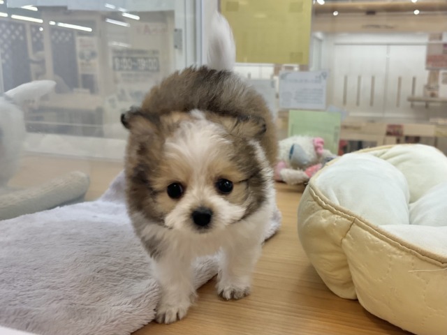シープー