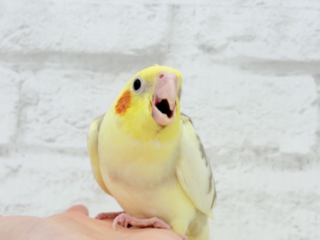 【最新画像更新🪄】ふんわりもちもち♡オカメインコ(シナモンパイド) ヒナ オカメインコ