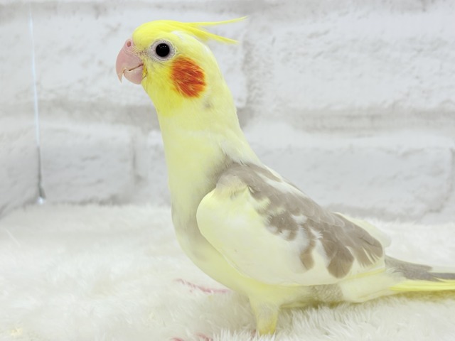 【最新画像更新🪄】ふんわりもちもち♡オカメインコ(シナモンパイド) ヒナ オカメインコ