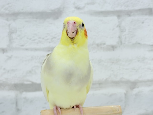 【最新画像更新🪄】ふんわりもちもち♡オカメインコ(シナモンパイド) ヒナ オカメインコ