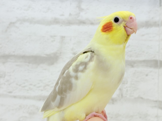 【最新画像更新🪄】ふんわりもちもち♡オカメインコ(シナモンパイド) ヒナ オカメインコ