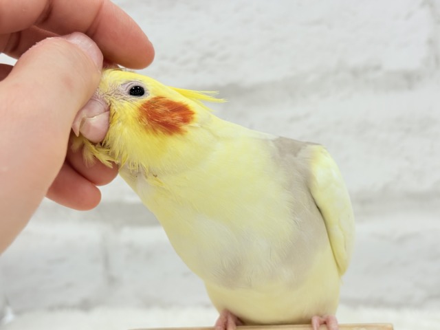 【最新画像更新🪄】ふんわりもちもち♡オカメインコ(シナモンパイド) ヒナ オカメインコ
