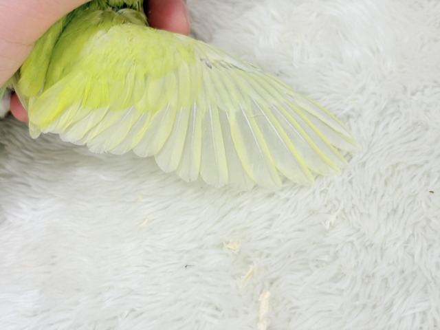 【最新画像・動画更新🪄ひとり餌になりました☆】大食い女王の座は譲らないっ🐣👑マメルリハ(アメリカンイエロー) 女の子 ヒナ マメルリハ