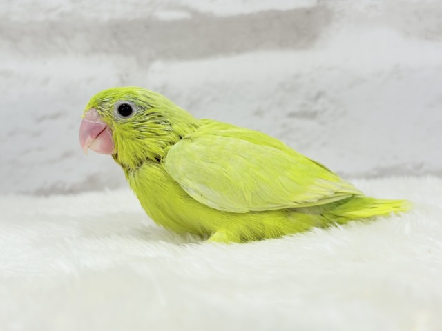 【最新画像・動画更新🪄ひとり餌になりました☆】大食い女王の座は譲らないっ🐣👑マメルリハ(アメリカンイエロー) 女の子 ヒナ マメルリハ