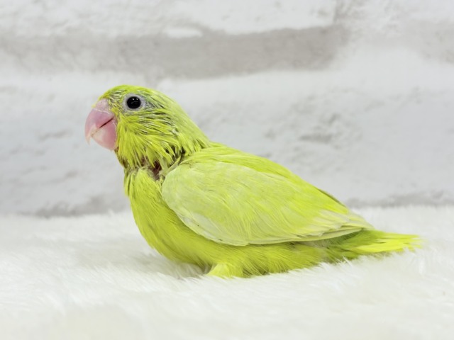 マメルリハ