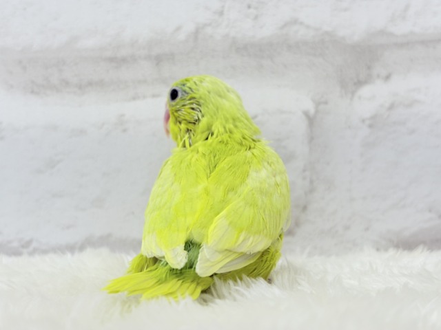 【最新画像・動画更新🪄ひとり餌になりました☆】大食い女王の座は譲らないっ🐣👑マメルリハ(アメリカンイエロー) 女の子 ヒナ マメルリハ
