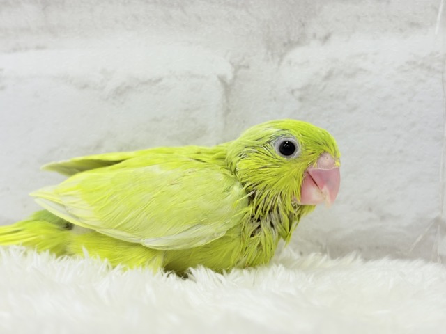 【最新画像・動画更新🪄ひとり餌になりました☆】大食い女王の座は譲らないっ🐣👑マメルリハ(アメリカンイエロー) 女の子 ヒナ マメルリハ
