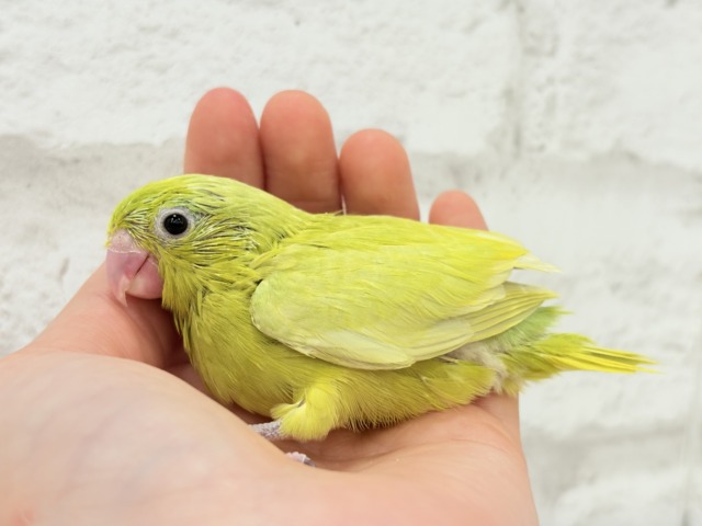 マメルリハ