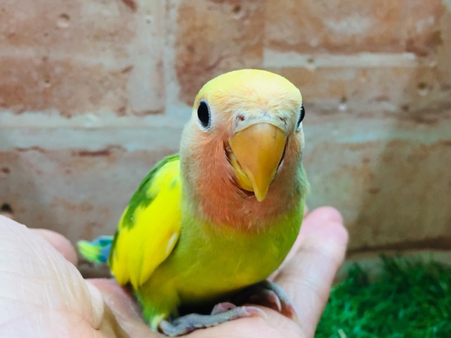 ケロッとしたお顔がたまらなく可愛い小桜インコさんがやってきましたよ~💗💗💗 (タイガーチェリー) コザクラインコ(小桜インコ)