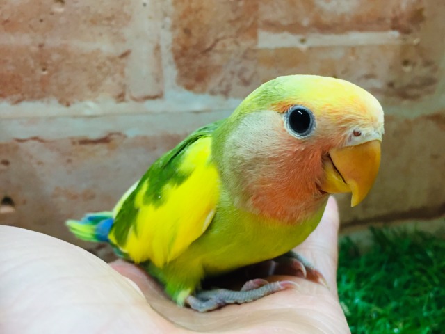 ケロッとしたお顔がたまらなく可愛い小桜インコさんがやってきましたよ~💗💗💗 (タイガーチェリー) コザクラインコ(小桜インコ)