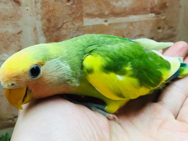 ケロッとしたお顔がたまらなく可愛い小桜インコさんがやってきましたよ~💗💗💗 (タイガーチェリー) コザクラインコ(小桜インコ)