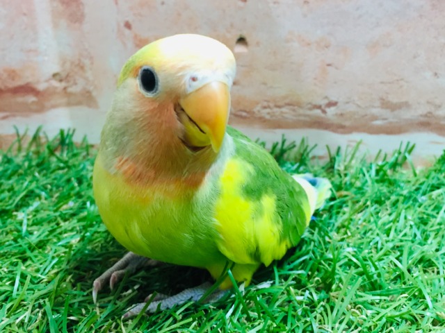 ケロッとしたお顔がたまらなく可愛い小桜インコさんがやってきましたよ~💗💗💗 (タイガーチェリー) コザクラインコ(小桜インコ)
