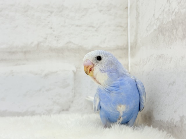 【最新画像更新🪄】ハレノヒの爽やかな青空カラー🐣🫧セキセイインコ(スパングル) ヒナ セキセイインコ