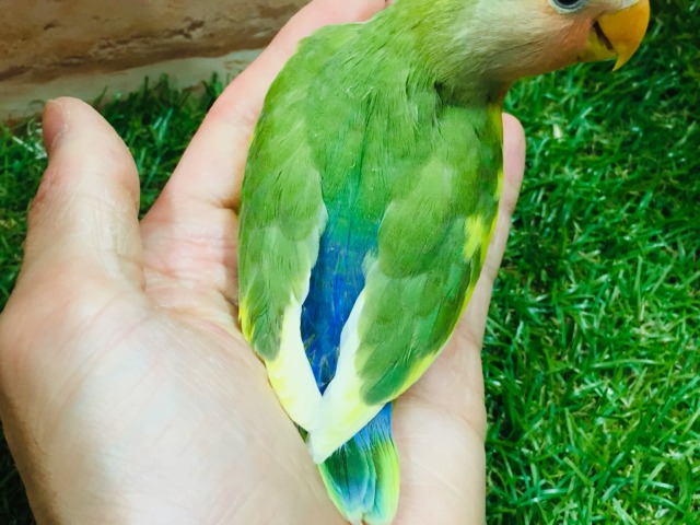 ケロッとしたお顔がたまらなく可愛い小桜インコさんがやってきましたよ~💗💗💗 (タイガーチェリー) コザクラインコ(小桜インコ)