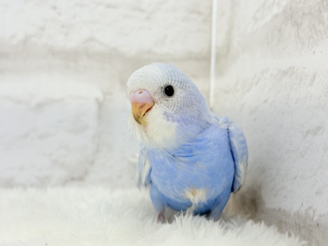 【最新画像更新🪄】ハレノヒの爽やかな青空カラー🐣🫧セキセイインコ(スパングル) ヒナ セキセイインコ