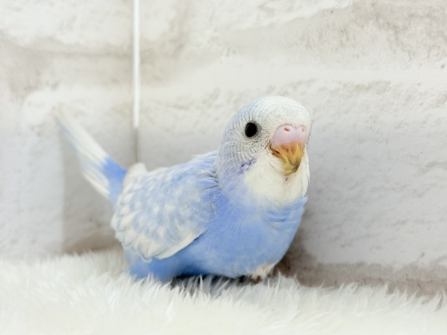 【最新画像更新🪄】ハレノヒの爽やかな青空カラー🐣🫧セキセイインコ(スパングル) ヒナ セキセイインコ