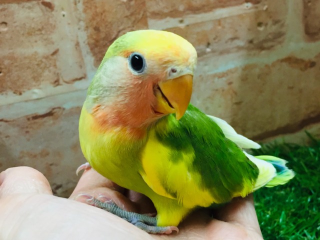 ケロッとしたお顔がたまらなく可愛い小桜インコさんがやってきましたよ~💗💗💗 (タイガーチェリー) コザクラインコ(小桜インコ)