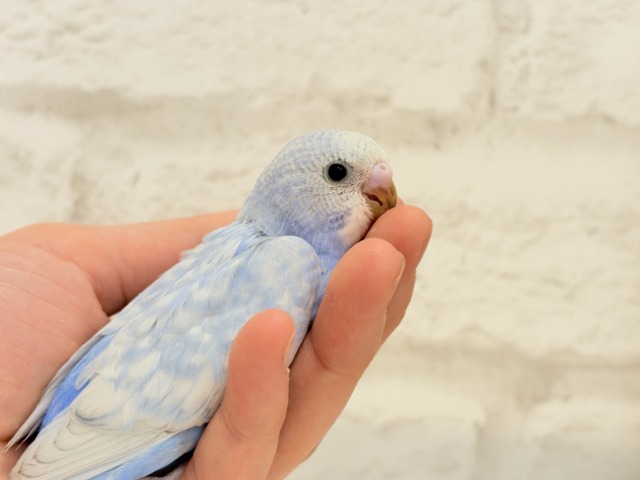 【最新画像更新🪄】ハレノヒの爽やかな青空カラー🐣🫧セキセイインコ(スパングル) ヒナ セキセイインコ