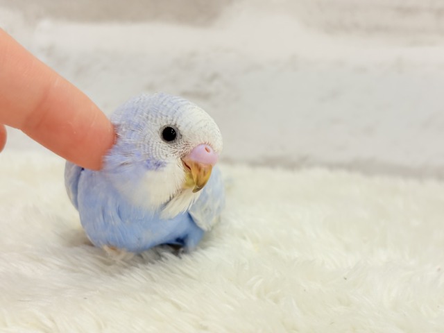 【最新画像更新🪄】ハレノヒの爽やかな青空カラー🐣🫧セキセイインコ(スパングル) ヒナ セキセイインコ