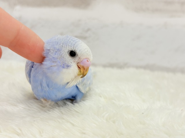 【最新画像更新🪄】ハレノヒの爽やかな青空カラー🐣🫧セキセイインコ(スパングル) ヒナ セキセイインコ