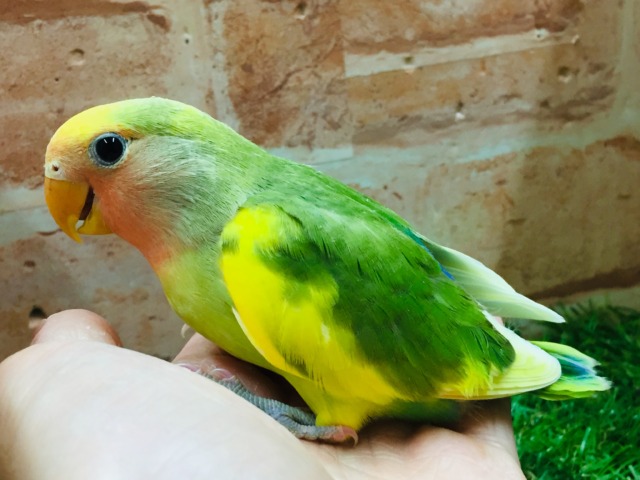 ケロッとしたお顔がたまらなく可愛い小桜インコさんがやってきましたよ~💗💗💗 (タイガーチェリー) コザクラインコ(小桜インコ)