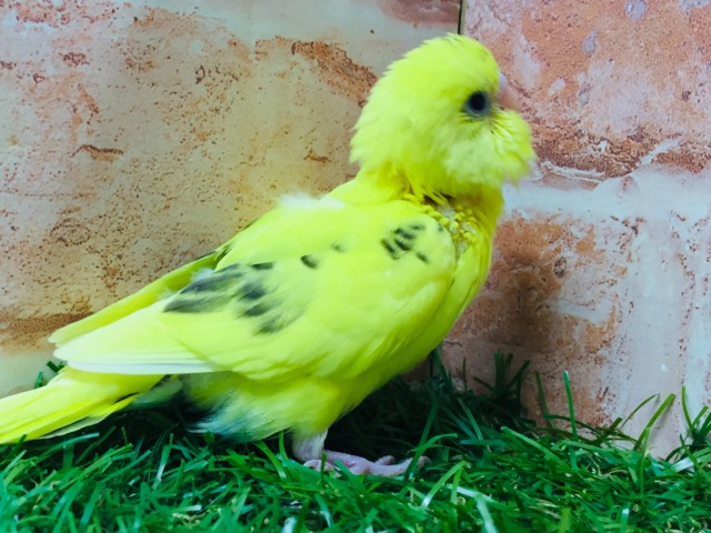 💛♥💛♥セキセイインコ⚡(ハルクイン)♥💛♥💛 セキセイインコ