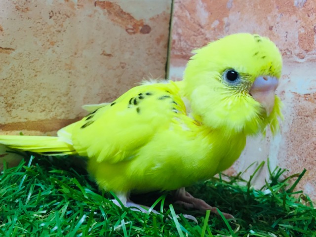 💛♥💛♥セキセイインコ⚡(ハルクイン)♥💛♥💛 セキセイインコ