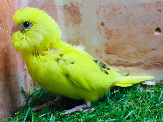 💛♥💛♥セキセイインコ⚡(ハルクイン)♥💛♥💛 セキセイインコ
