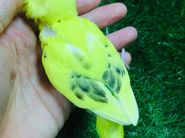 💛♥💛♥セキセイインコ⚡(ハルクイン)♥💛♥💛 セキセイインコ