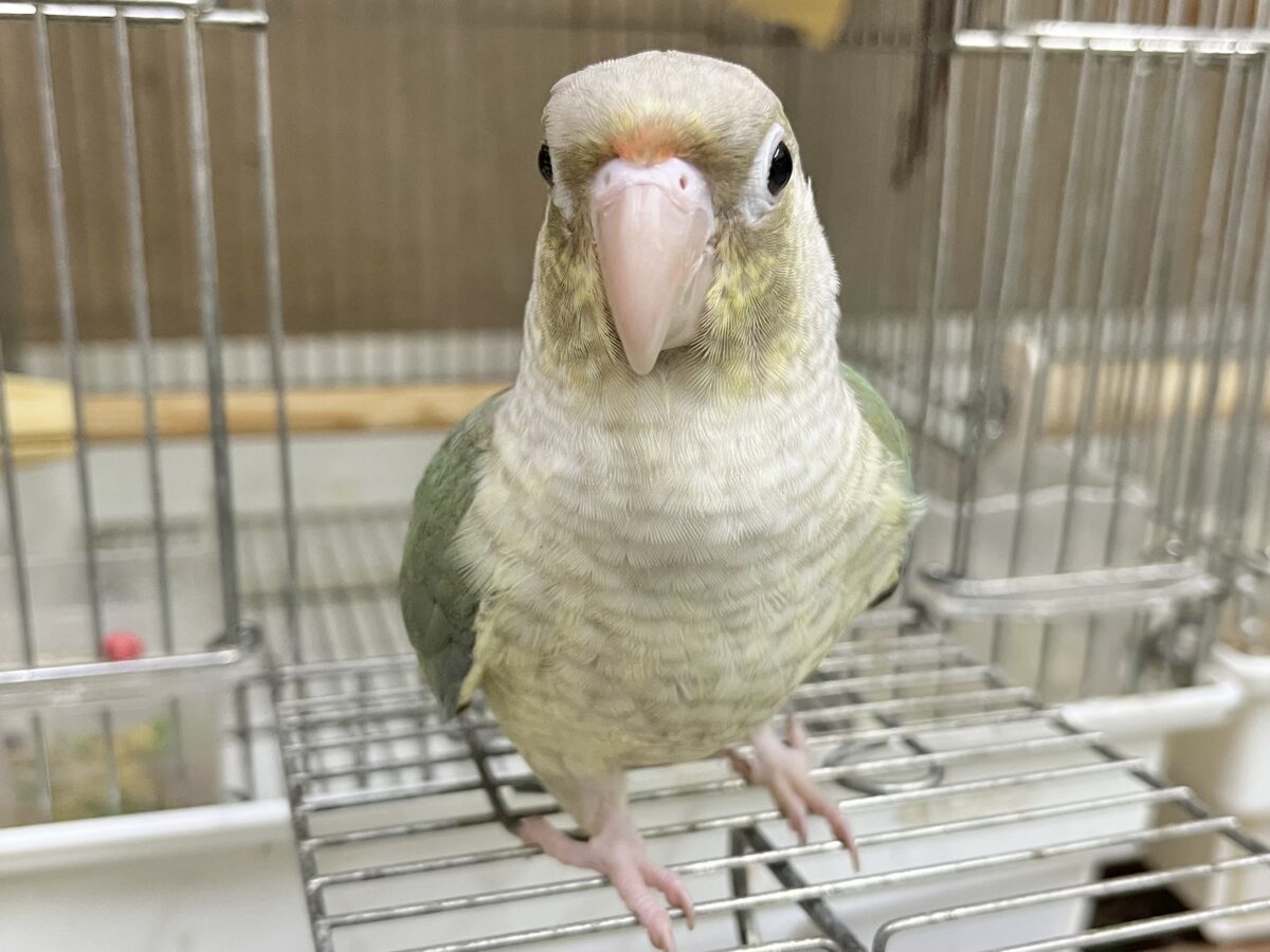 【🆙最新画像あり‼️】人と遊ぶの大好き🤩🎶 ウロコインコ(ブルーシナモン) ホオミドリウロコインコ