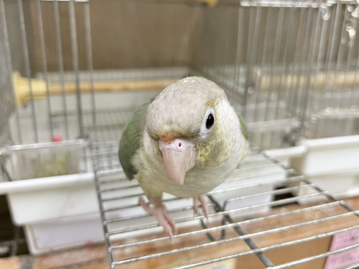 ホオミドリウロコインコ