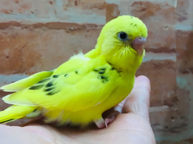 💛♥💛♥セキセイインコ⚡(ハルクイン)♥💛♥💛 セキセイインコ
