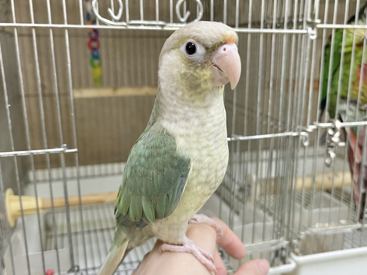ホオミドリウロコインコ