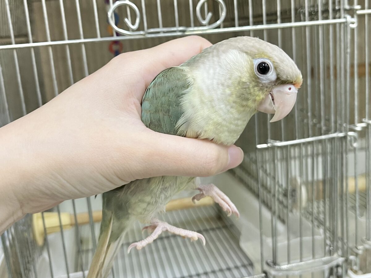 【🆙最新画像あり‼️】人と遊ぶの大好き🤩🎶 ウロコインコ(ブルーシナモン) ホオミドリウロコインコ