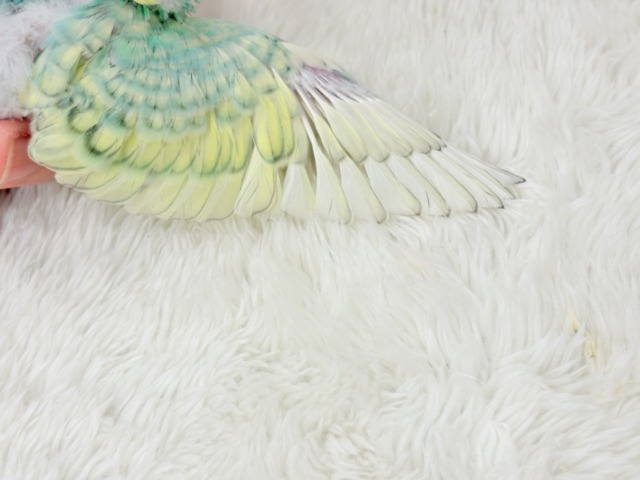 【最新画像更新🪄】トレードマークは背中の模様さっ🐣☆セキセイインコ(パステルカラーレインボースパングル) ヒナ セキセイインコ