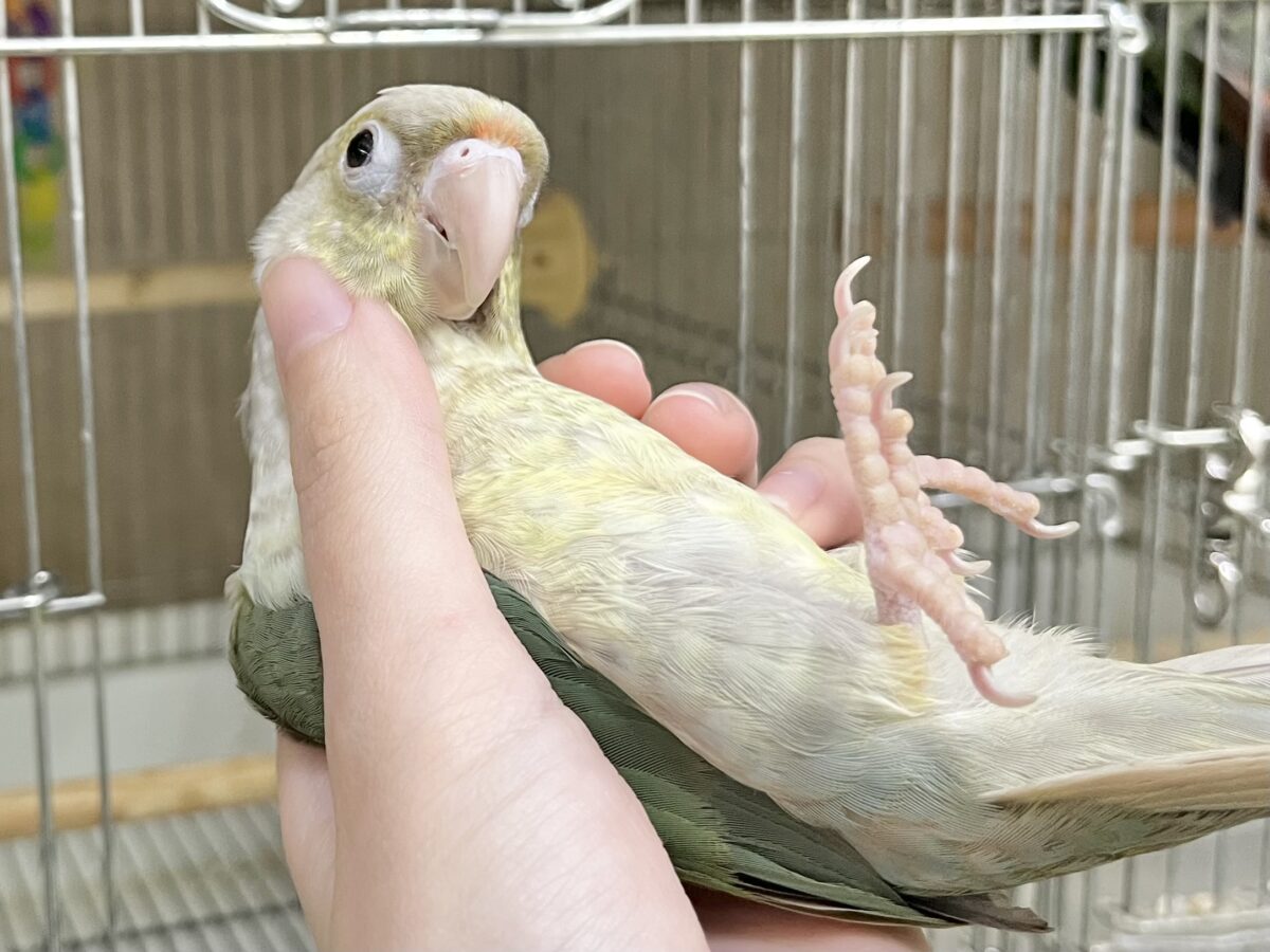 ホオミドリウロコインコ