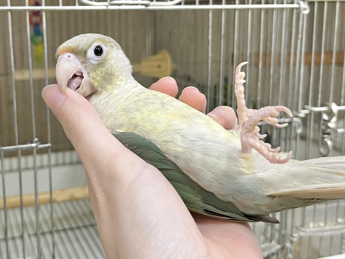 【🆙最新画像あり‼️】人と遊ぶの大好き🤩🎶 ウロコインコ(ブルーシナモン) ホオミドリウロコインコ