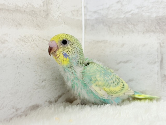 【最新画像更新🪄】トレードマークは背中の模様さっ🐣☆セキセイインコ(パステルカラーレインボースパングル) ヒナ セキセイインコ