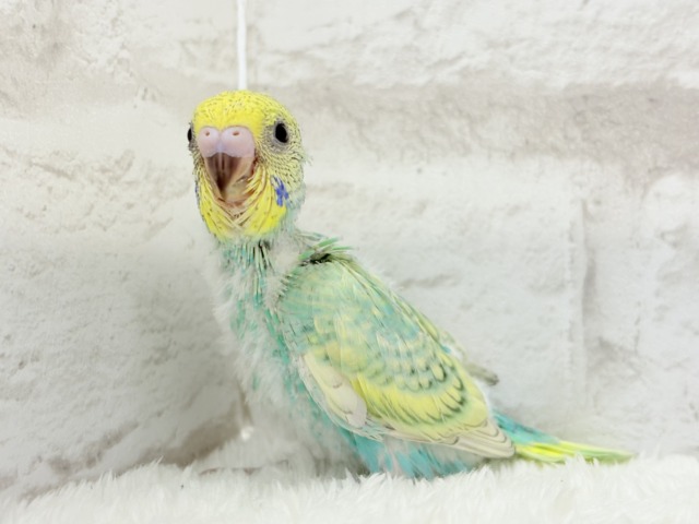 【最新画像更新🪄】トレードマークは背中の模様さっ🐣☆セキセイインコ(パステルカラーレインボースパングル) ヒナ セキセイインコ